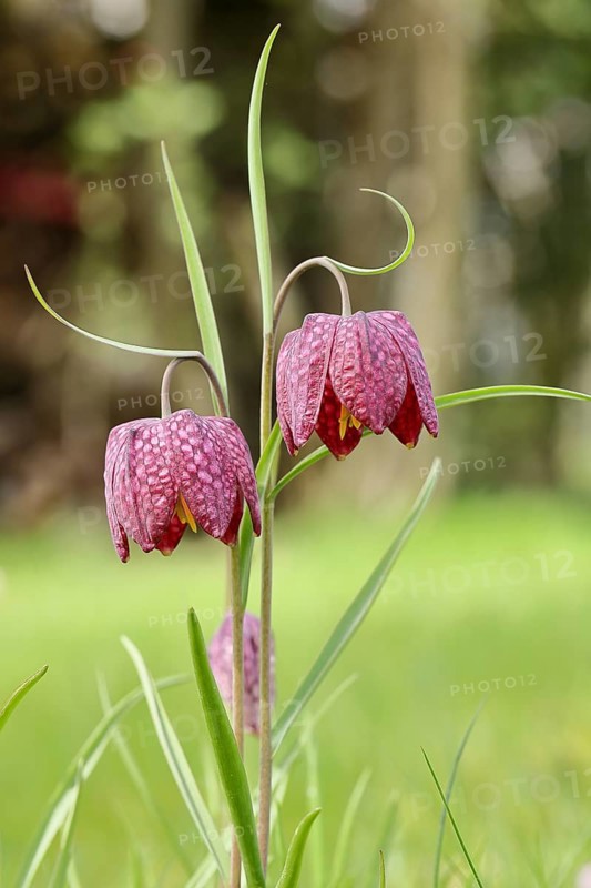 Snake's head fritillary (Fritillaria meleagris), flowers in a meadow, inflorescence, early bloomer, spring, Wilnsdorf, North Rhine-Westphalia, Germany, Europe
