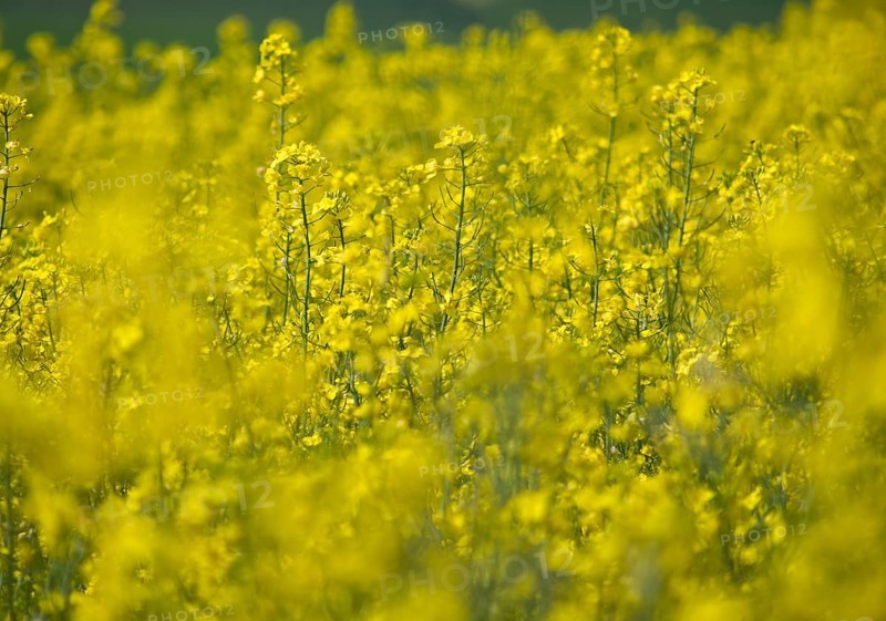 Oilseed rape (Brassica napus)