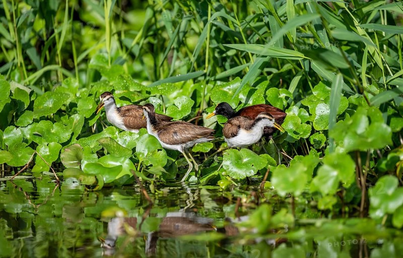 Northern jacana (Jacana spinosa), female and male among aquatic plants in the water, Tortuguero National Park, Costa Rica, Central America
