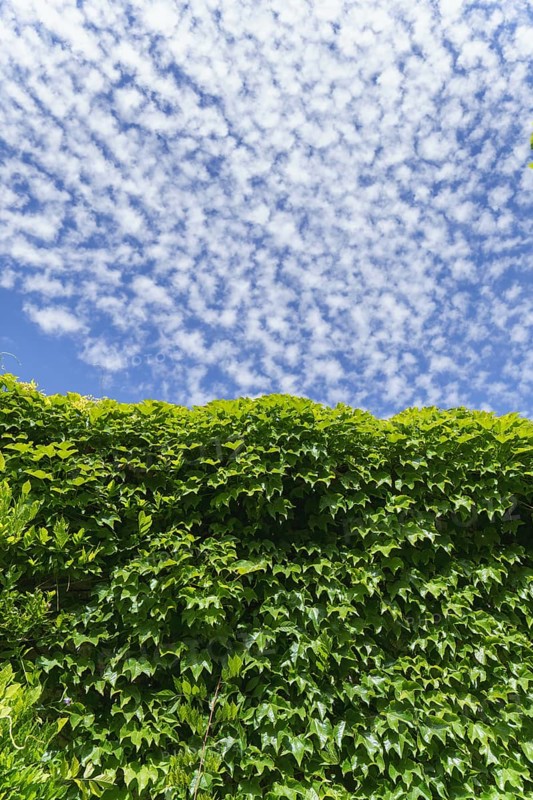 Ivy-leaf-covered wall with a cloudy blue sky in the background