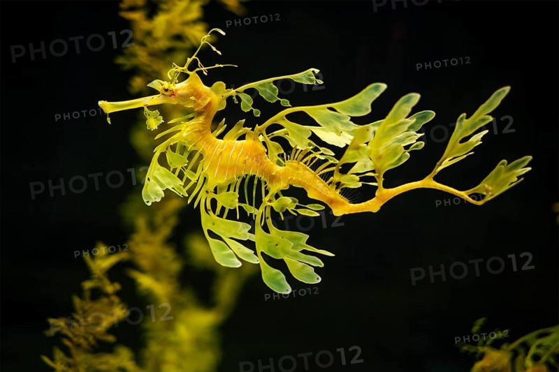 Leafy Seadragon Phycodurus eques or Glauert's seadragon marine fish underwater