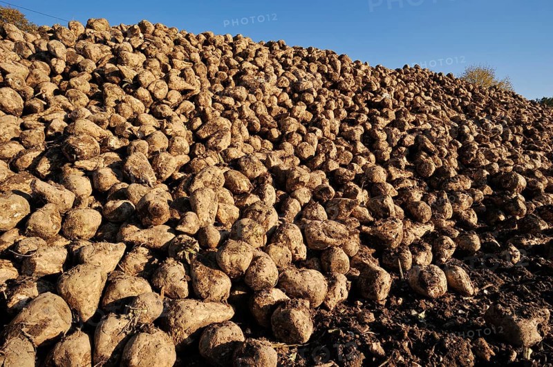 Harvested sugar beet (Beta vulgaris ssp. vulgaris var. altissima), sugar beet harvest, Muensterland, North Rhine-Westphalia, Germany, Europe