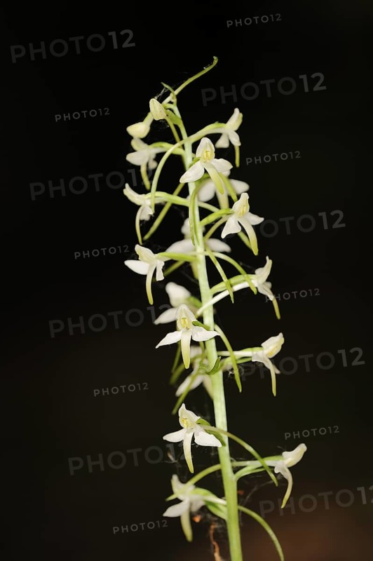 Lesser butterfly-orchid (Platanthera bifolia), North Rhine-Westphalia, Germany, Europe