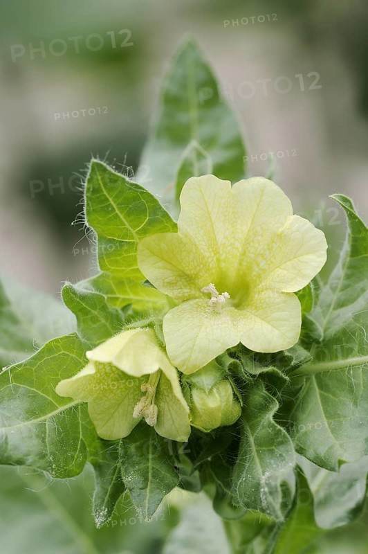White henbane (Hyoscyamus albus), flowers, ornamental plant, North Rhine-Westphalia, Germany, Europe