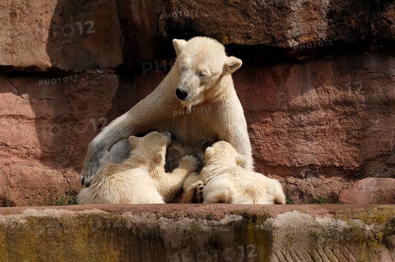 Polar bear mother suckling her two young polar bears, Ursus maritimus, Nuremberg Zoo, Am Tiergarten 30, Nuremberg, Middle Franconia, Bavaria, Germany, Europe