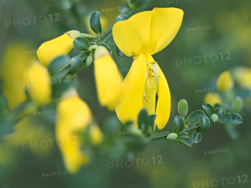 Flower of broom, common broom (Cytisus scoparius), Ratten, Styria, Austria, Europe