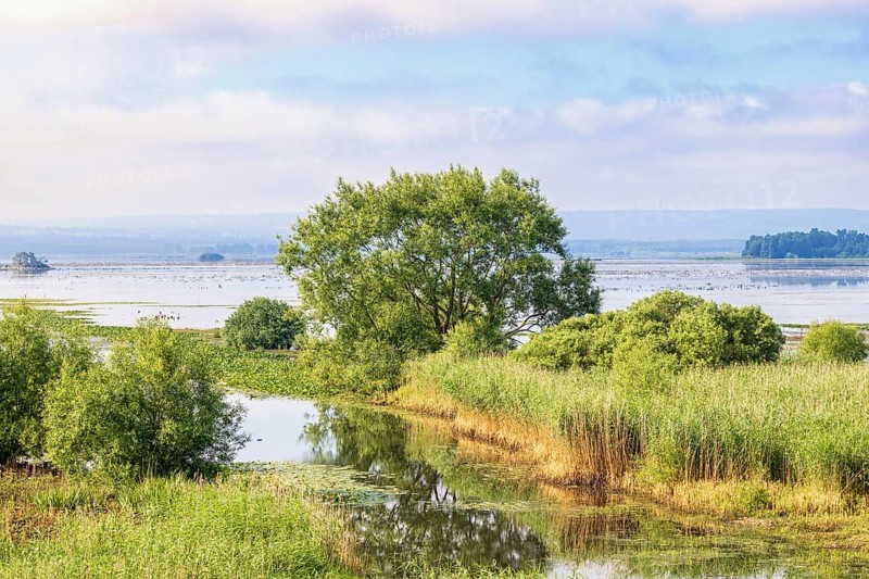Outlet of a river to a lake with a wetland with lush green vegetation in the summer, Hornborgasjoen, Sweden, Europe