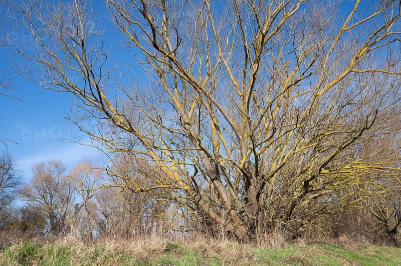 Willow (Salix) overgrown with common orange lichen (Xanthoria parietina), Thuringia, Germany, Europe