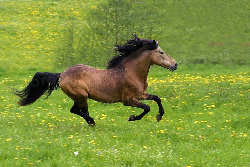 Andalusian, Andalusian horse, Spaniard