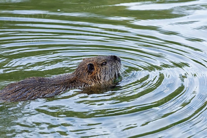 Nutria (Myocastor coypus) swimming, pond, Boizenburg, Mecklenburg-Vorpommern, Germany, Europe