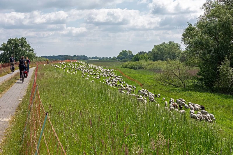 Sheep grazing on the dyke, cyclist, Elbe cycle path near Boizenburg, Mecklenburg-Western Pomerania, Germany, Europe