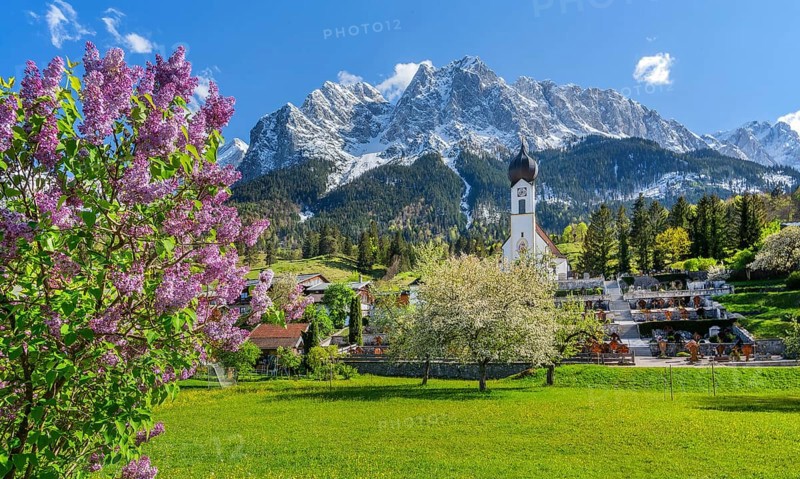 Spring meadow with blossoming trees and parish church in front of the Grosser Waxenstein 2277m in the Wetterstein range, Zugspitz village Grainau, Werdenfelser Land, Bavarian Alps, Upper Bavaria, Bavaria, Germany, Europe