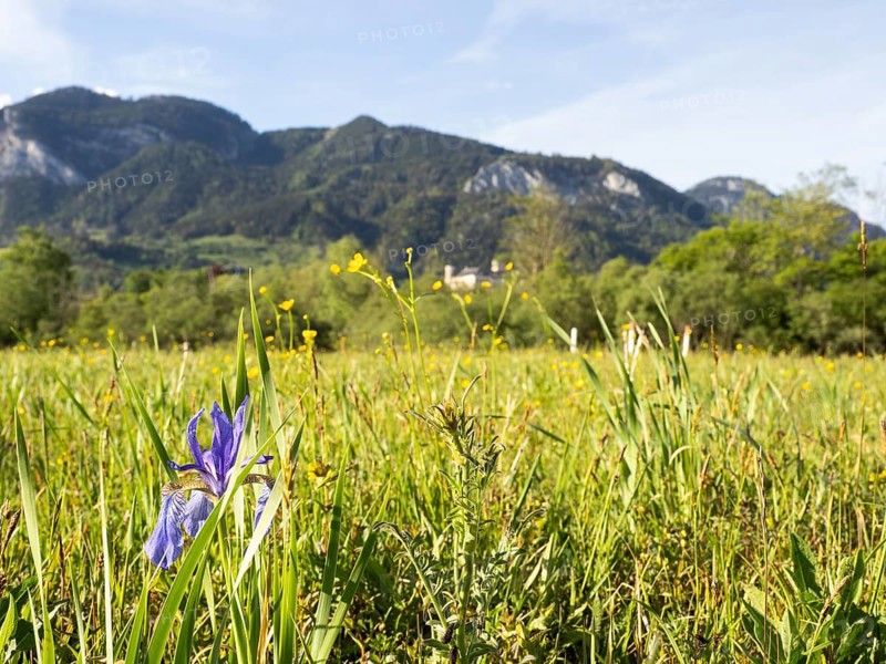 Siberian iris (Iris sibirica), near Irdning, Ennstal, Styria