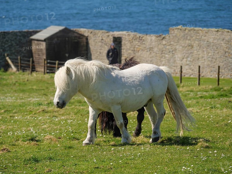 A white pony and a black pony on a pasture in front of a low stone wall and the blue sea, black and white horses in front of a stone house in a meadow by the blue sea, Lerwick, shetland, Scotland, United Kingdom, Europe