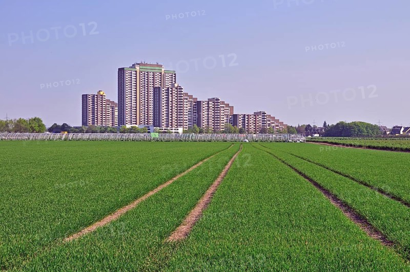 Vegetable growing, behind it the high-rise apartment blocks KoelnBerg, a socially deprived neighbourhood in the Meschenich district of Cologne, North Rhine-Westphalia, Germany, Europe