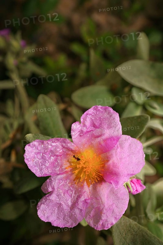 Colorful flower of the white rockrose, Cistus albidus, growing in the field
