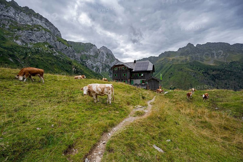 Alpine club hut, mountain hut Hochweisssteinhaus, cows grazing on a mountain meadow, mountain landscape with green mountain meadows and rocky peaks, Carnic High Trail, Carnic Main Ridge, Carnic Alps, Carinthia, Austria, Europe