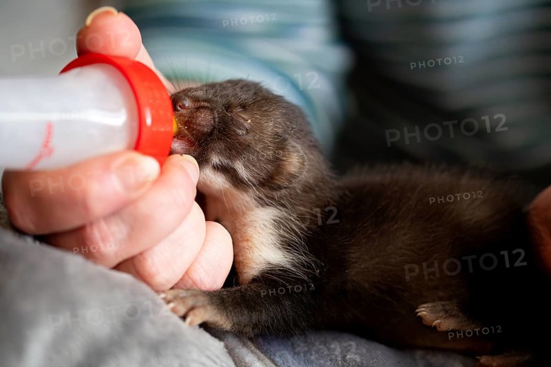 Beech marten (Martes foina), practical animal welfare, young animal receives milk with a bottle in a wildlife rescue centre, North Rhine-Westphalia, Germany, Europe