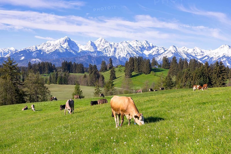 Dairy cows on a pasture, snow-covered mountains, hiking area, forest, trees, Allgaeu Alps, near Fuessen, Buching, Ostallgaeu, Allgaeu, Bavaria, Germany, Europe