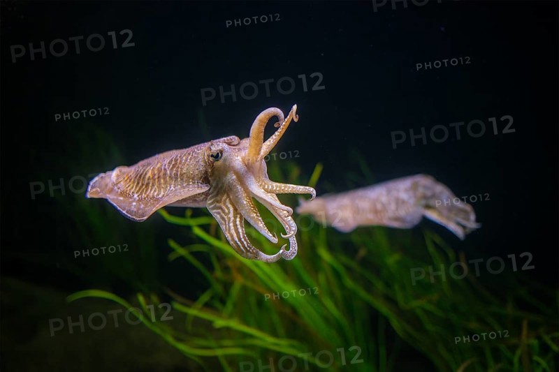 The Common (European) Cuttlefish (Sepia officinalis) underwater in sea, cephalopod, related to squid and octopus
