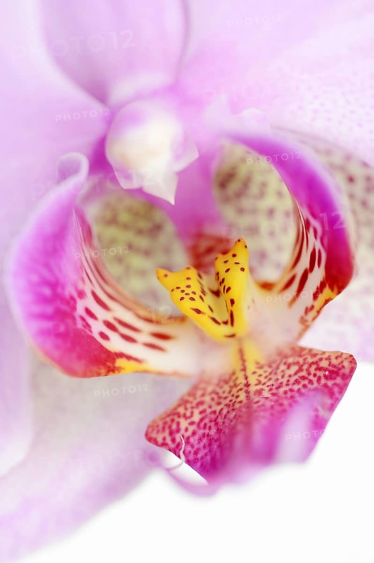 Butterfly orchid (Phalaenopsis), flowering tai, houseplant, North Rhine-Westphalia, Germany, Europe