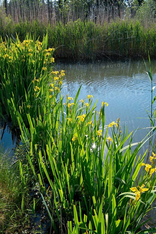 Yellow iris (Iris pseudacorus), by the pond in the nature garden, practical nature conservation, biotope for insects, amphibians and birds, Germany, Europe