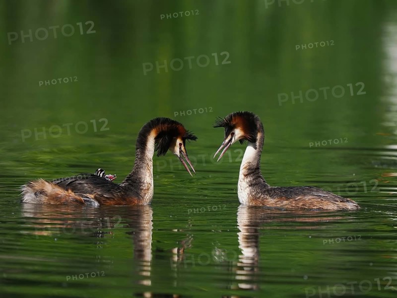 Two great crested grebes (Podiceps ribbonfish) in the water, facing each other in courtship pose, chicks in plumage, Hesse, Germany, Europe
