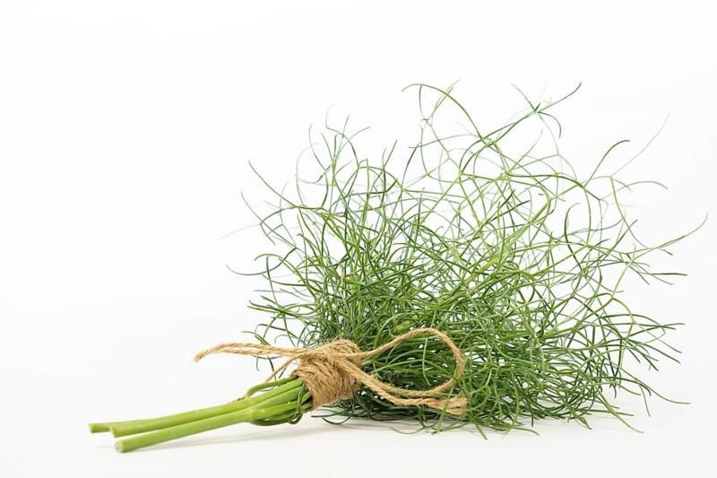 Bunch of fennel tied with hemp string insulated on a white background and copy space