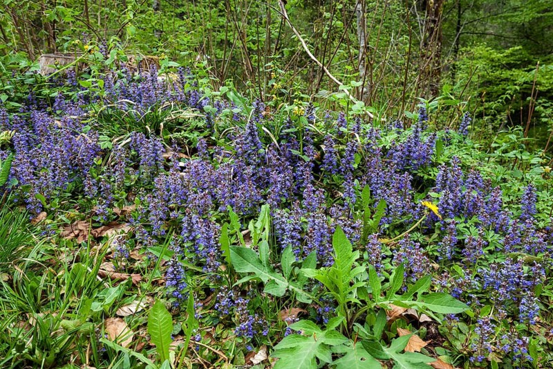 Blue bugles (Ajuga reptans), Allgaeu, Bavaria, Germany, Europe
