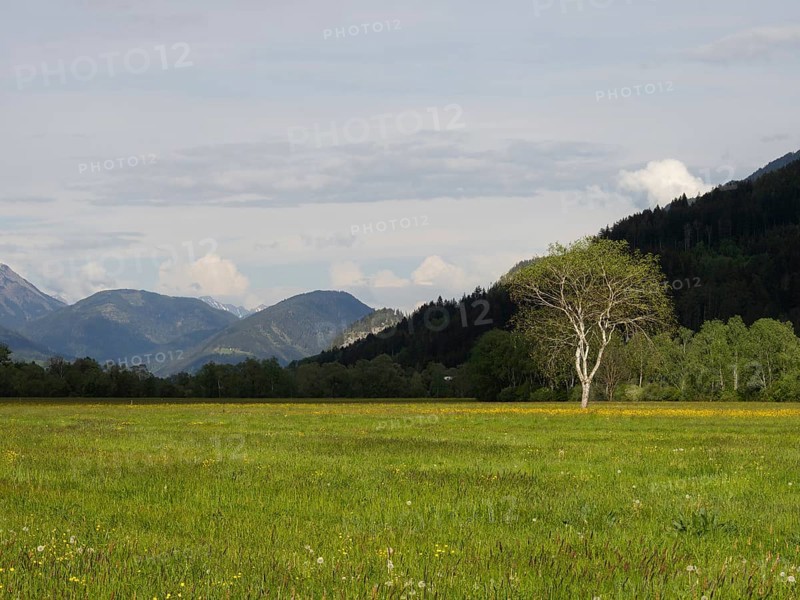 Tree in a meadow, near Irdning, Ennstal, Styria, Austria, Europe