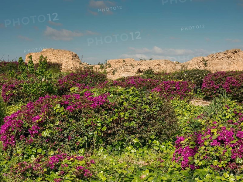Lush vegetation with purple flowers in front of ancient ruins under a clear, sunny sky, Purple flowers green plants in front of historic ruins and blue sky, Tunis, Tunisia, Africa