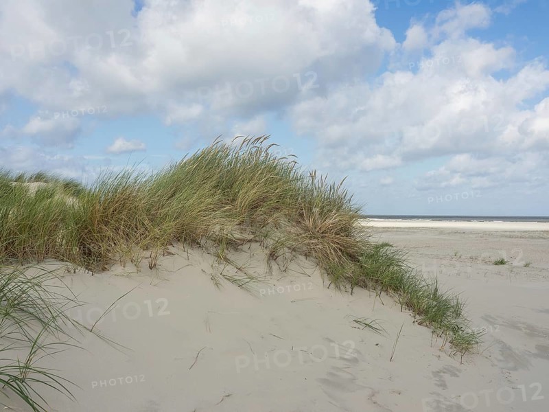 Close up view of sand dunes with tufts of grass under a cloudy sky, sand dune with dune grass on a beach in front of a cloudy sky, spiekeroog, germany