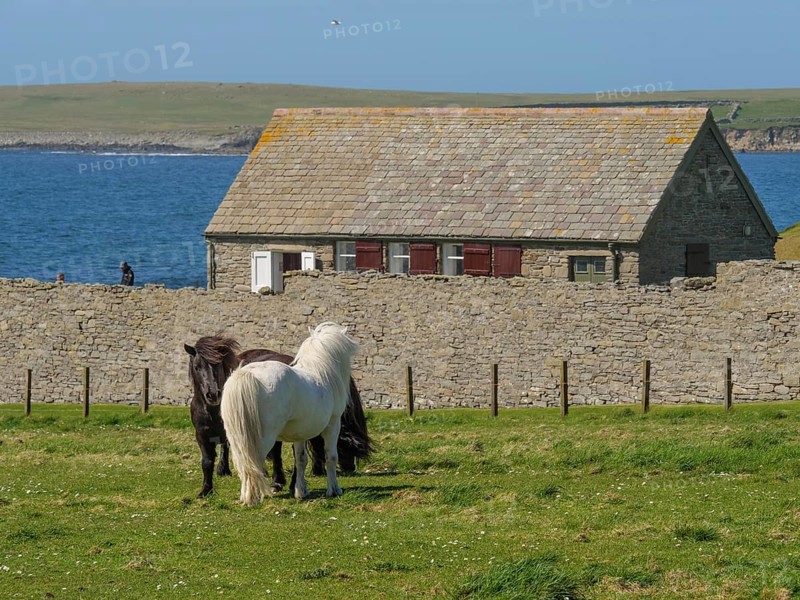 Two ponies grazing in a green meadow in front of a stone farmhouse by the sea, black and white horses in front of a stone farmhouse in a meadow by the blue sea, Lerwick, Shetland, Scotland, United Kingdom, Europe