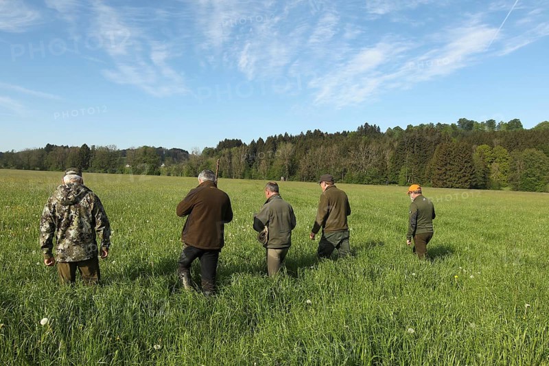 European roe deer (Capreolus capreolus) fawn rescue, the meadow to be mowed is searched for fawns in front of mowing, Allgaeu, Bavaria, Germany, Europe