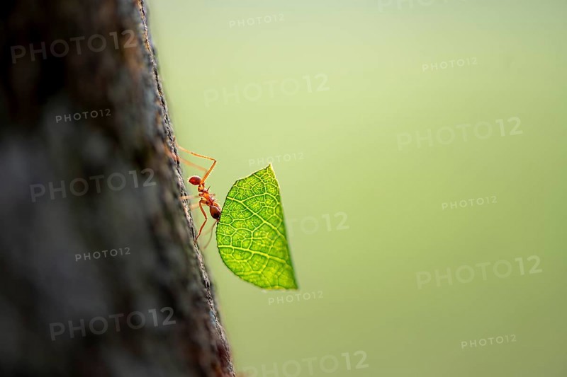 Leaf-cutter ant (Atta cephalotes) carrying a piece of leaf, rainforest, Tortuguero National Park, Costa Rica, Central America