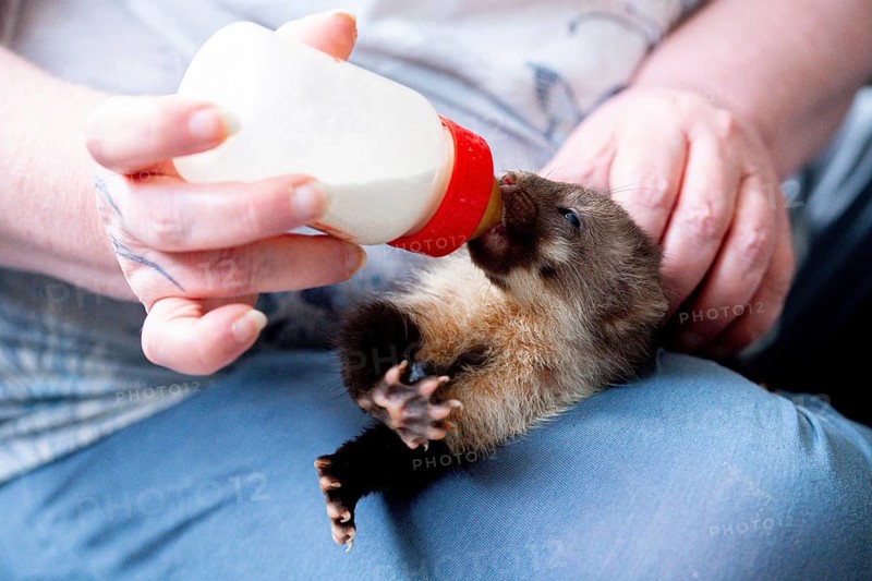 Beech marten (Martes foina), practical animal welfare, young animal receives milk with a bottle in a wildlife rescue centre, North Rhine-Westphalia, Germany, Europe
