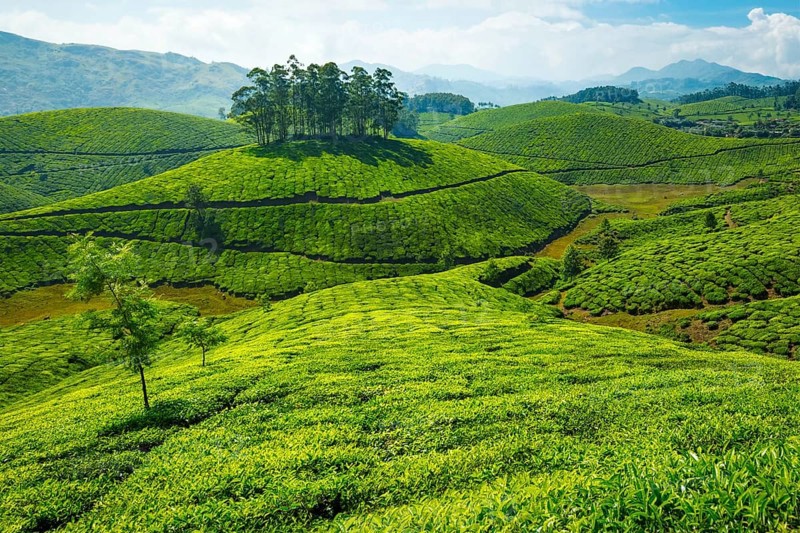 Green rolling hills with tea plantations. Munnar, Kerala, India, Asia