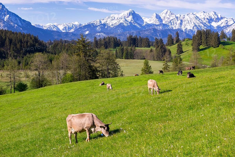 Dairy cows on a pasture, snow-covered mountains, hiking area, forest, trees, Allgaeu Alps, near Fuessen, Buching, Ostallgaeu, Allgaeu, Bavaria, Germany, Europe