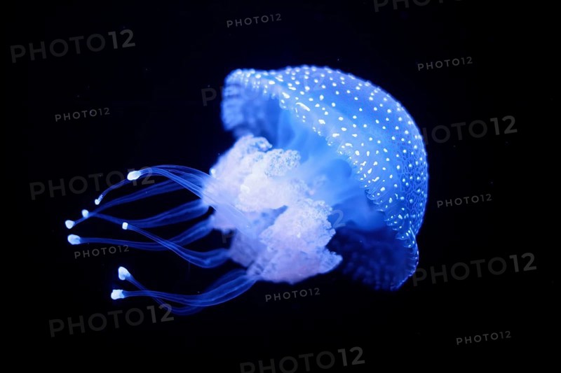 Tropical Jellyfish Phyllorhiza punctata white-spotted jellyfish aka floating bell, Australian spotted jellyfish underwater