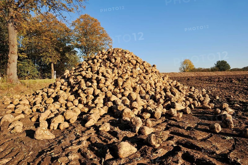 Harvested sugar beet (Beta vulgaris ssp. vulgaris var. altissima), sugar beet harvest, Muensterland, North Rhine-Westphalia, Germany, Europe