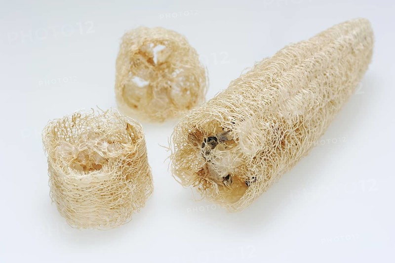 Sponge cucumber (Luffa aegyptiaca, Luffa cylindrica), fibrous interior of the ripe fruit, used as a loofah sponge, massage and bath sponge