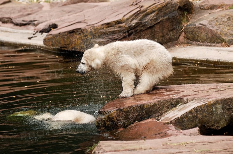 Small polar bear (Ursus maritimus) shaking itself dry, Nuremberg Zoo, Am Tiergarten 30, Nuremberg, Middle Franconia, Bavaria, Germany, Europe