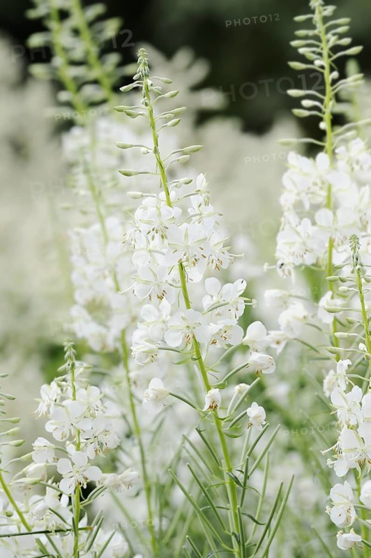 White willowherb or white-flowered willowherb (Epilobium angustifolium var. album), North Rhine-Westphalia, Germany, Europe