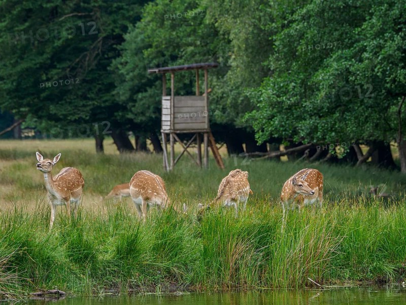 Four roe deer grazing at the edge of a forest near a raised hide, roe deer and stags in a meadow at the edge of a forest, capreolus capreolus, Duelmen, Germany, Europe
