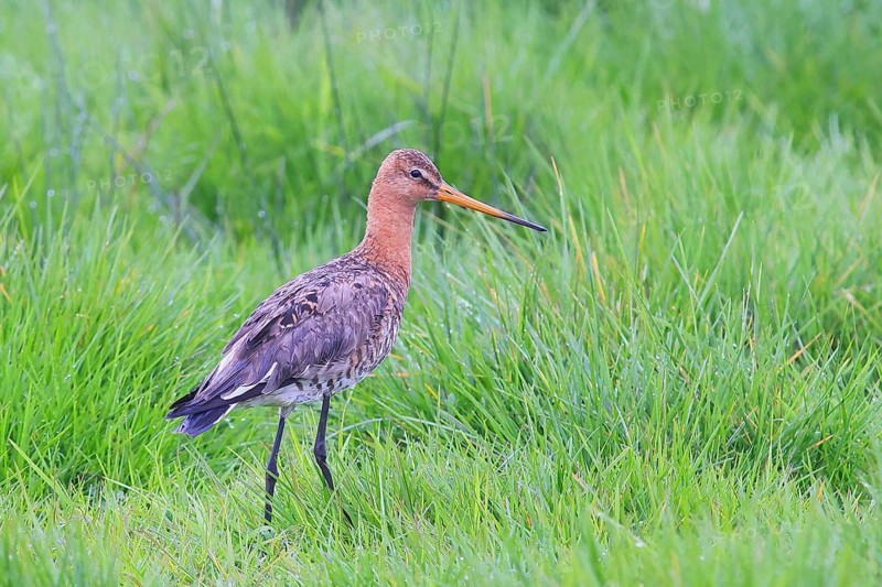 Black-tailed godwit (Limosa limosa), male in breeding plumage foraging in grassland, wildlife, Huede, Ochsen Moor, Duemmer nature park Park, Lower Saxony, Germany, Europe