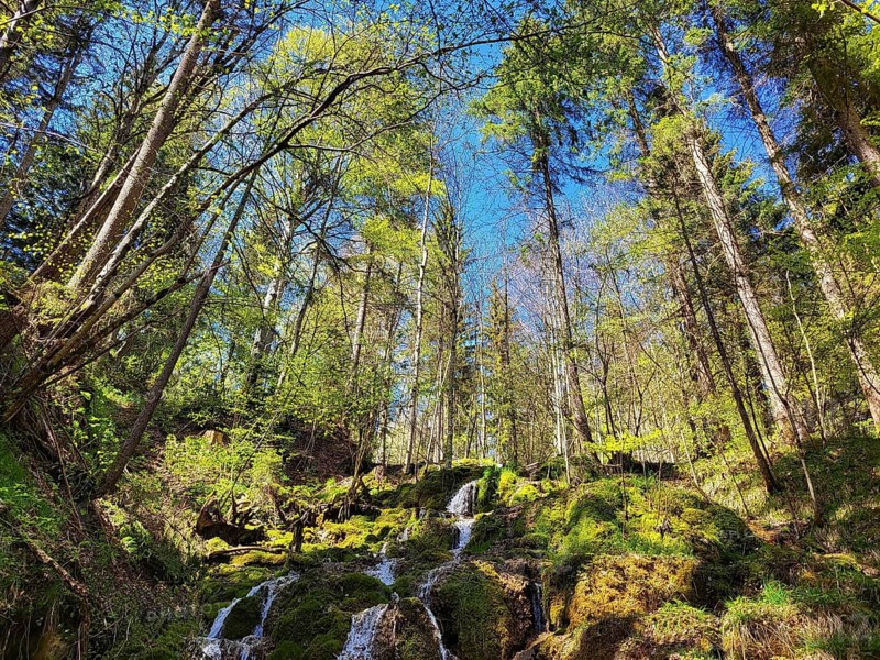 A lively forest scene with a small waterfall flowing over moss-covered rocks. Tall trees with green foliage reach up into the clear blue sky and sunlight filters through the canopy. The scene appears calm and unspoilt, suggesting a natural habitat far removed from urban environments