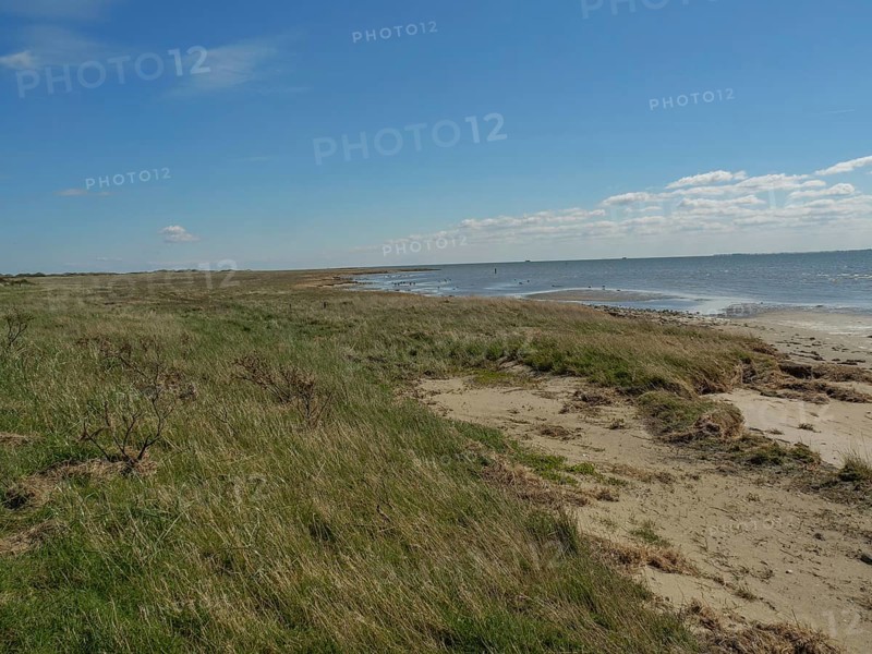 A natural coast with sand and grass on the seashore under a blue sky, dunes and footpaths on the Wadden Sea, clouds in the sky, nes, ameland, the netherlands