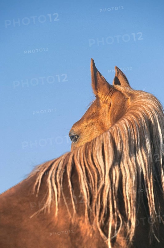 Arabian, Horse