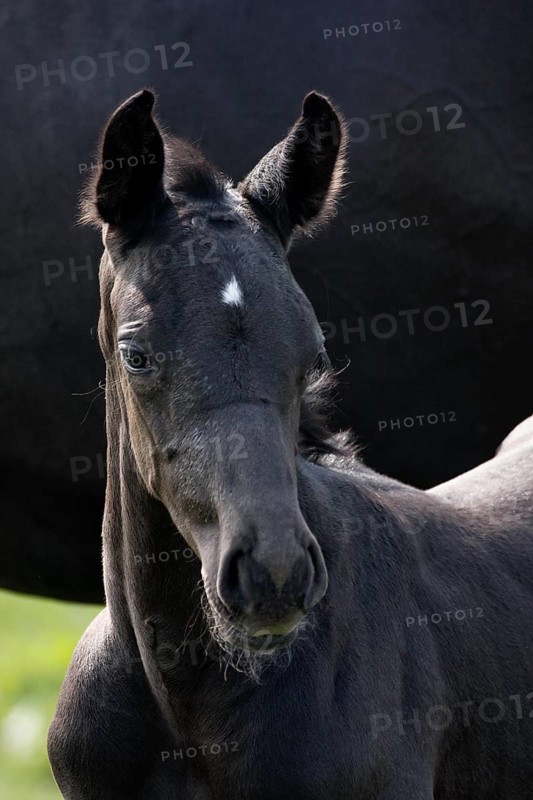 Hanoverian, foal