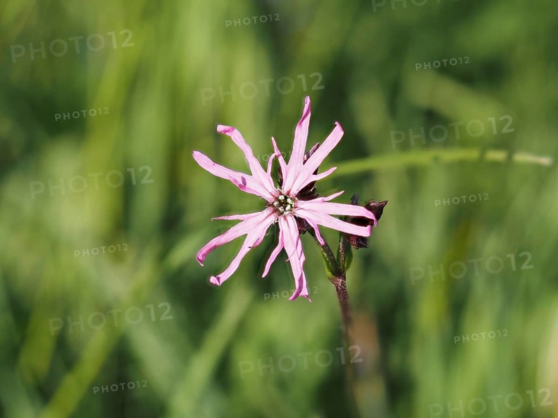 Red campion (Silene dioica), near Irdning, Ennstal, Styria, Austria, Europe